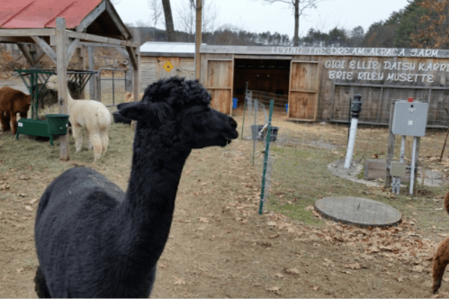 A black alpaca stands in front of a farm with other alpacas and a barn in the background.