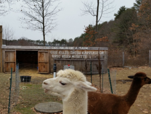 A white alpaca in front of a wooden barn with the name "Flying Dream Alpaca Farm" displayed above.