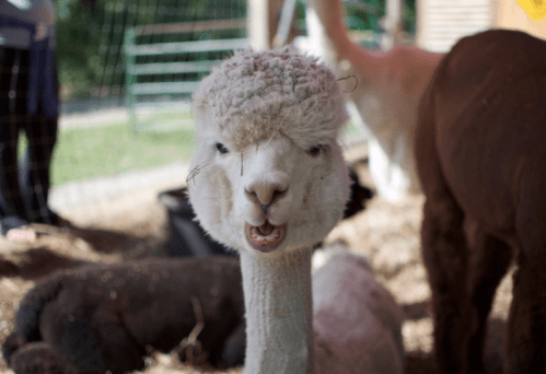 A close-up of a smiling alpaca with fluffy white fur, surrounded by other alpacas in a farm setting.