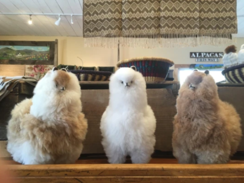 Three fluffy alpaca plush toys in various colors displayed on a wooden shelf, with woven baskets in the background.