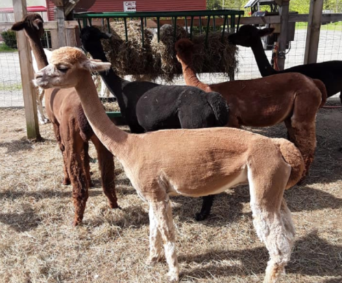 A group of five alpacas in various colors, standing in a barn with hay in the background.