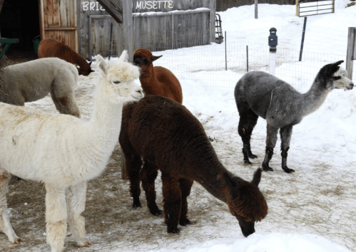 A group of alpacas in a snowy farmyard, featuring white, brown, and gray coats, with a wooden barn in the background.