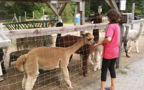 A child in a pink shirt feeds an alpaca at a farm, surrounded by other animals behind a fence.