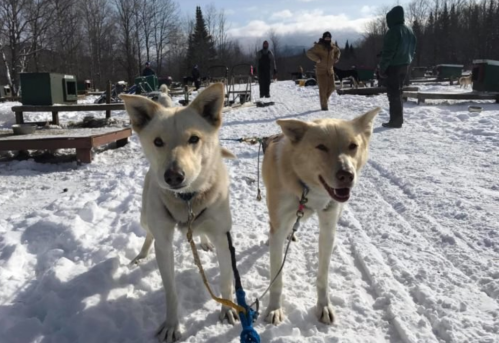Two sled dogs stand in the snow, harnessed together, with people and trees in the background.
