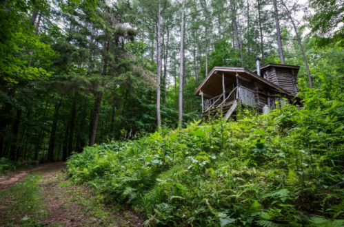 A rustic cabin nestled among tall trees and lush greenery in a serene forest setting.
