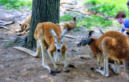 Two kangaroos near a tree, with a child playing in the background and other kangaroos resting on the ground.