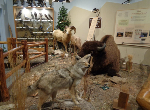 A museum display featuring a coyote, bison, sheep, and various taxidermy animals in a natural setting.