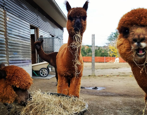 Three brown alpacas eating hay in a farmyard, with a building and fence in the background.