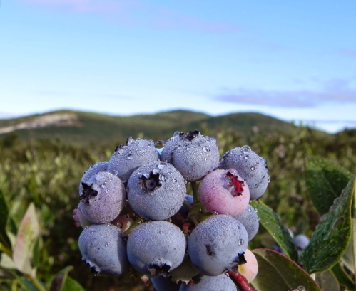 Close-up of dew-covered blueberries with a blurred green landscape and blue sky in the background.