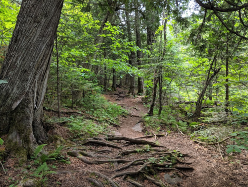 A winding forest path surrounded by lush greenery and tree roots, inviting exploration in a serene natural setting.