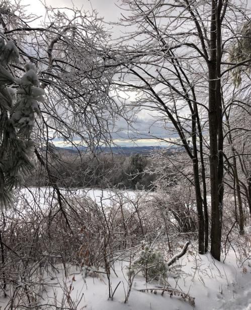 A winter landscape with snow-covered trees and branches, revealing a distant view of mountains under a cloudy sky.