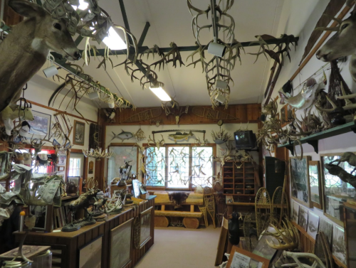 A room filled with mounted animal heads, antlers, and various hunting memorabilia displayed on walls and shelves.