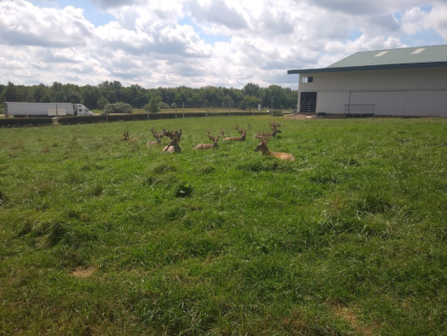 A group of deer resting in a grassy field near a building under a partly cloudy sky.