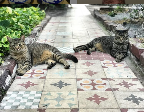 Two tabby cats lounging on a colorful tiled pathway surrounded by greenery.