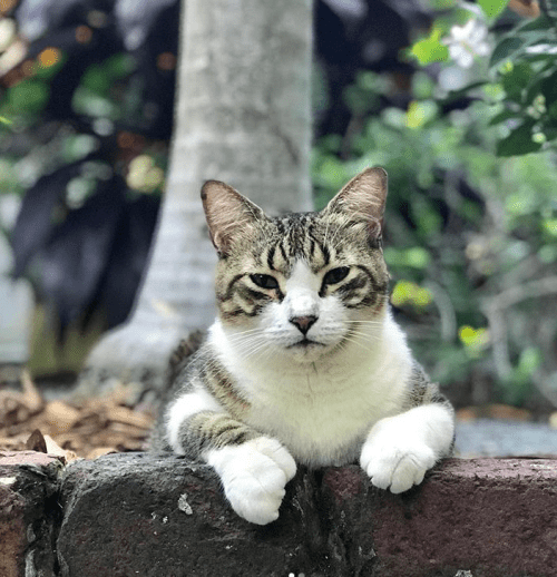 A tabby cat lounging on a stone wall, surrounded by greenery and flowers.