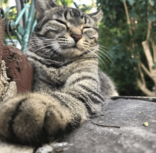 A relaxed tabby cat with closed eyes resting on a stone surface, surrounded by greenery.