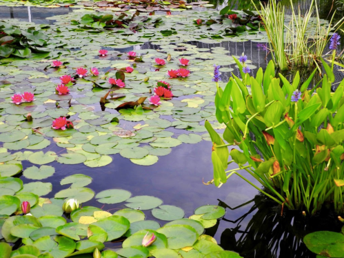 A serene pond filled with green lily pads, vibrant pink water lilies, and purple flowers amidst lush greenery.