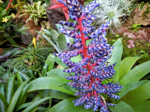 A vibrant purple and red flower cluster surrounded by lush green foliage in a tropical garden.