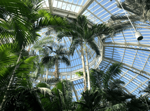 Lush green palms and tropical plants under a glass dome, with blue sky visible through the transparent roof.