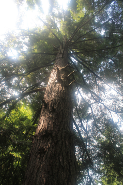 A tall tree viewed from below, showcasing its trunk and branches against a bright sky.