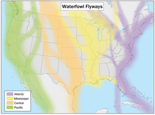 Map of the United States showing waterfowl flyways: Atlantic, Mississippi, Central, and Pacific regions highlighted.