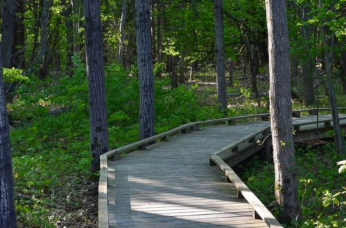 A winding wooden boardwalk through a lush green forest with tall trees.