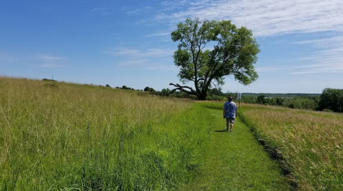 A person walks along a grassy path in a field, with a large tree and blue sky in the background.