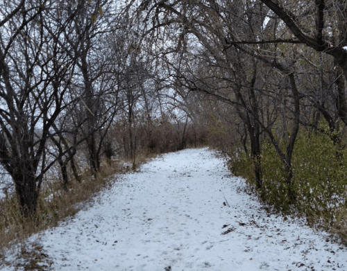 A snowy path winding through bare trees and shrubs, creating a serene winter landscape.
