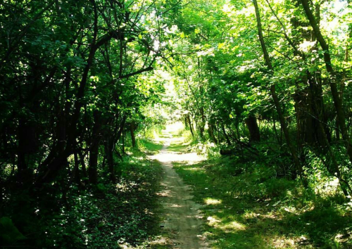 A sunlit dirt path winding through a lush, green forest with trees on either side.