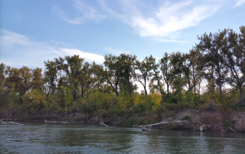 A serene river scene with trees lining the bank under a blue sky with wispy clouds.