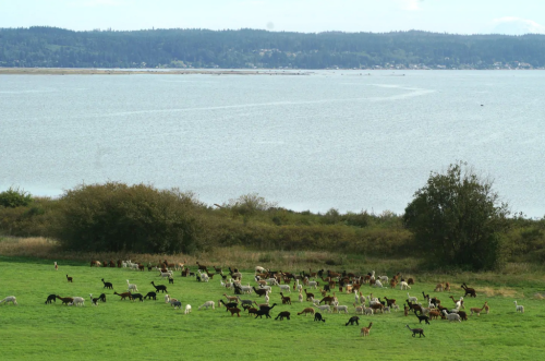A large group of various animals grazing on a green field near a calm body of water and distant hills.