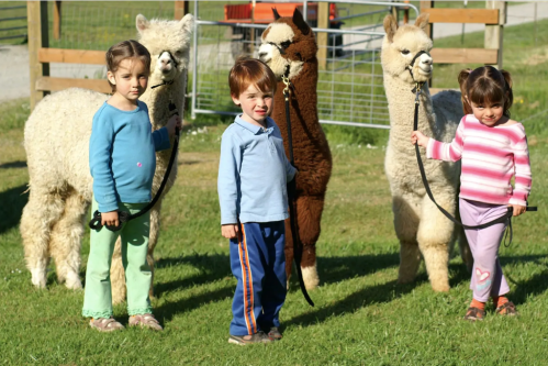 Two children hold leashes of four friendly alpacas in a grassy field, smiling and enjoying a sunny day.