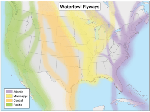 Map of the U.S. showing waterfowl flyways: Atlantic, Mississippi, Central, and Pacific regions highlighted in different colors.