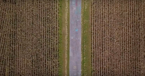Aerial view of a narrow road bordered by rows of cornfields on either side.