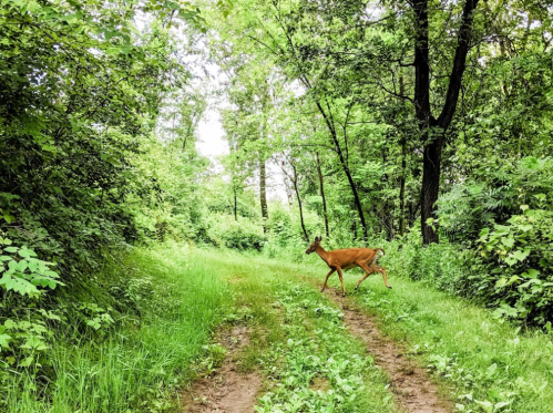 A deer walks along a grassy path in a lush, green forest surrounded by trees and foliage.