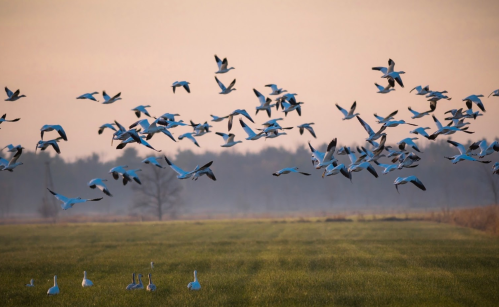 A flock of birds takes flight over a grassy field at sunset, with a few birds resting on the ground.