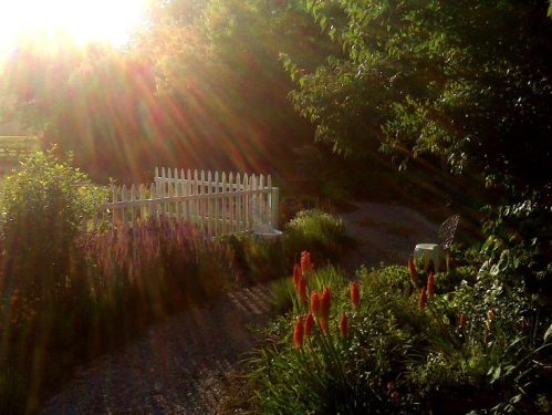 A sunlit garden path with vibrant flowers, a white picket fence, and lush greenery, creating a serene atmosphere.