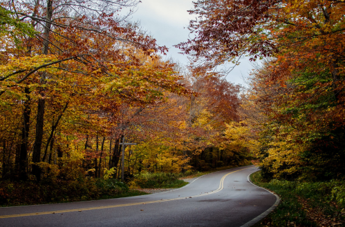 A winding road surrounded by vibrant autumn foliage in shades of orange, yellow, and red.