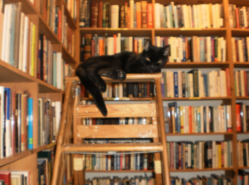 A black cat lounging on a wooden stool in a cozy library filled with books.