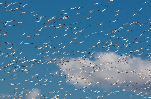 A flock of white birds flying against a bright blue sky with scattered clouds.