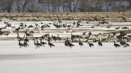 A large flock of geese and other birds gathered on a snowy field with trees in the background.