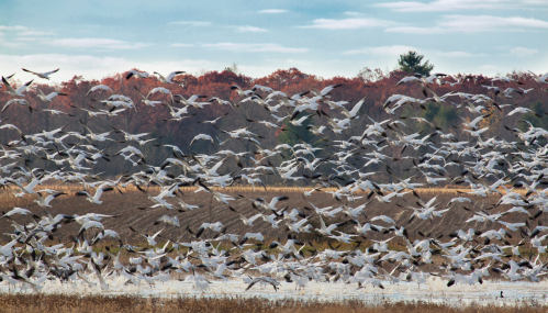 A flock of birds takes flight over a wetland, with colorful autumn trees in the background.