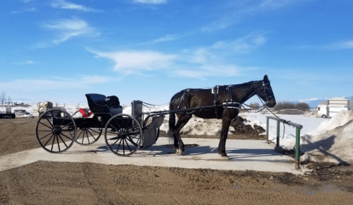 A horse stands beside a black carriage on a snowy ground under a clear blue sky.