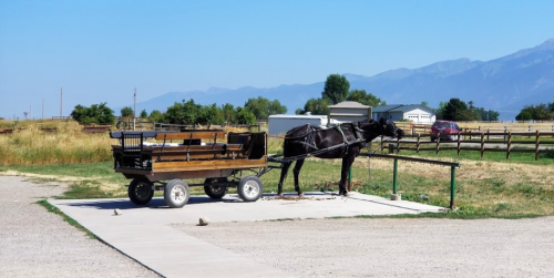 A black horse hitched to a wooden wagon, standing on a concrete pad with mountains in the background.