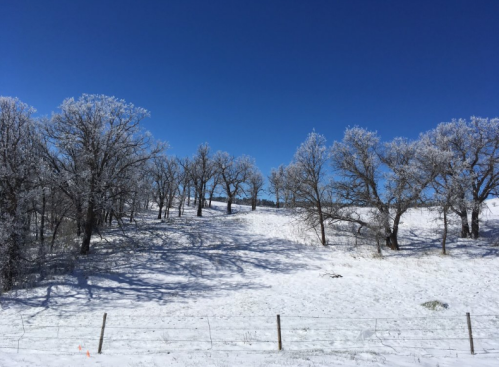 A snowy landscape with frosted trees under a clear blue sky. Shadows stretch across the white ground.