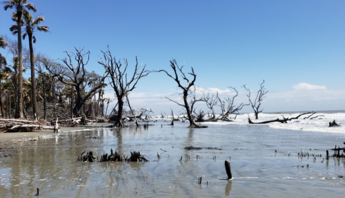 A serene beach scene with dead trees and driftwood along the shore, under a clear blue sky and gentle waves.