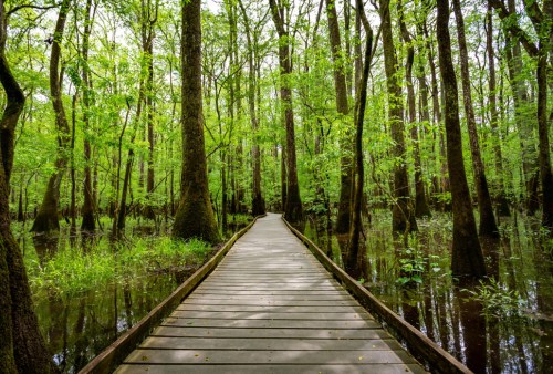 A wooden boardwalk leads through a lush, green forest with tall trees and water on either side.