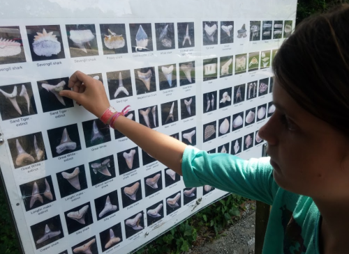 A girl points at a display board featuring various shark teeth species.