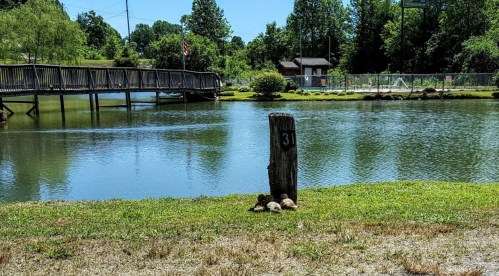 A serene pond scene with a wooden post marked "31" and a group of ducklings resting on the grass nearby.
