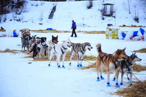 A line of sled dogs in winter gear stands on snow, with a person walking in the background and hay scattered around.